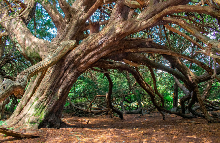 Los 8 Bosques Más Impresionantes Del Mundo (que Puedes Visitar A Través ...